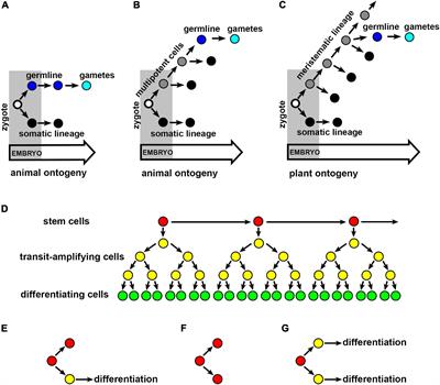 Does Shoot Apical Meristem Function as the Germline in Safeguarding Against Excess of Mutations?